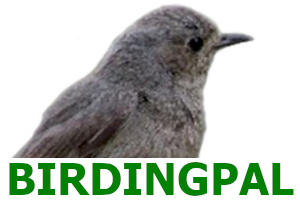 Birding Pal Logo